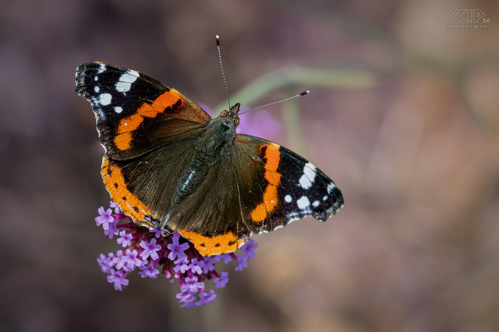 Insects - Red admiral In our garden, large numbers of butterflies only appeared late in the summer, but luckily, I was able to photograph some caterpillars and butterflies here and there starting in the spring.  Stefan Cruysberghs